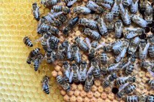 Bienen an ihren Honigwaben
